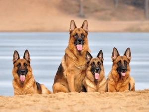 German, four, Shepherds
