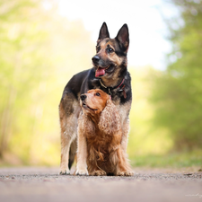 Cocker Spaniel, Dogs, German Shepherd