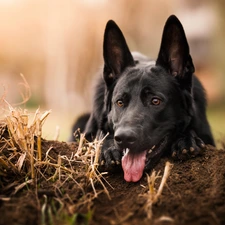 German Shepherd, Tounge