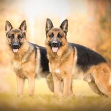 Two cars, German Shepherds