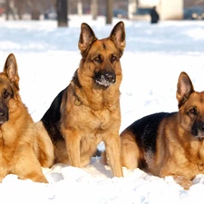 winter, Shepherds, German, Three