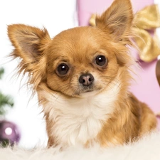 gifts, doggy, Chihuahua