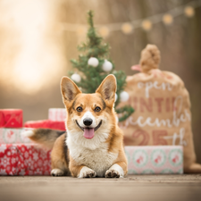 dog, Christmas, gifts, Welsh corgi pembroke