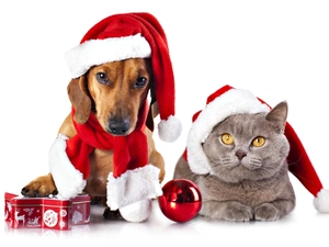 Nicholas, gifts, dog, caps, kitten