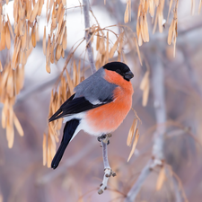 Bird, Twigs, leaves, Gil