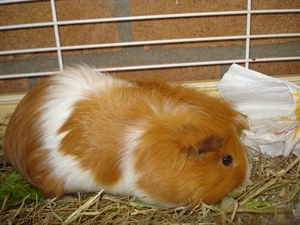 Ginger, guinea pig