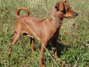 ginger, miniature Pinscher