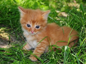 small, kitten, grass, ginger
