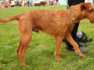 ginger, Irish Terrier
