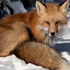 winter, Fox, snow, ginger