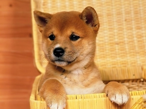 young, doggy, basket, ginger