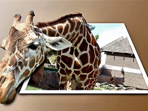 giraffe, 4d