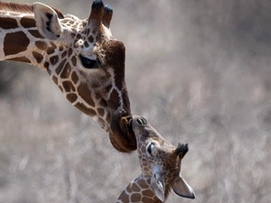 giraffe, little doggies