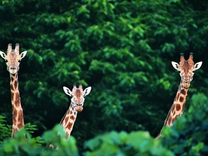 giraffe, forest