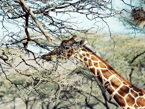 giraffe, branch pics