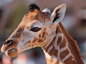 giraffe, portrait