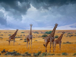 giraffe, savanna