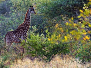 giraffe, scrub
