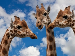 giraffe, Sky