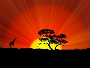 acacia, giraffe, sun, savanna, west