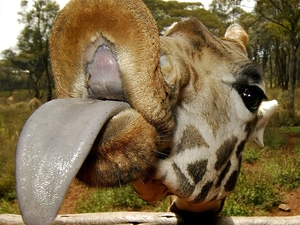 giraffe, Tounge