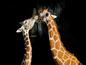 Two, Black, background, giraffe