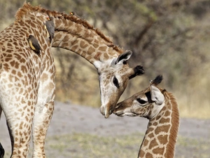 Two, company, birds, giraffe