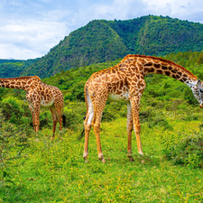Two, Mountains, VEGETATION, giraffe