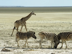 zebra, savanna, Africa, giraffe