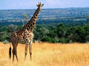 giraffe