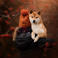 dog, girl, Hat, Shiba inu