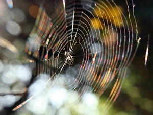 water, glamour, Web, drops, Arachnids