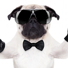 Glasses, dog, wine glass, Champagne, glove, pug