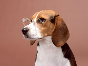 Glasses, Beagle
