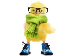 chicken, Scarf, Boots, Glasses