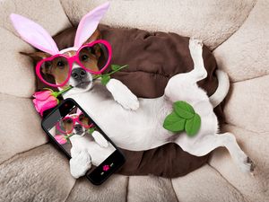 Glasses, dog, Telephone, Jack Russell Terrier, funny, rose, Selfie