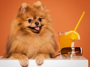 Pomeranian, ginger, juice, Toy Spitz, dog, cup, Glasses