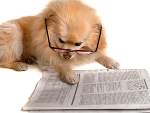 dog, Glasses, Paper, Toy Spitz