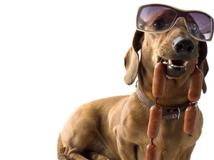 dachshund, Glasses, Wieners, dog-collar