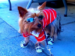 York, sneakers, disguise, Glasses