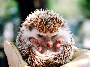 glove, hedgehog, ##