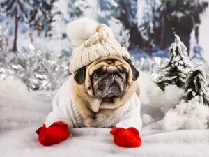Gloves, pug, Hat, viewes, sweater, dog, White, winter, trees, Red