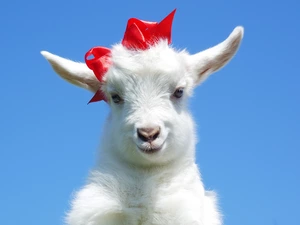 flip-flap, goat, Goat