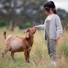 girl, Brown, Goat, goat