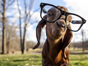 goat, Glasses