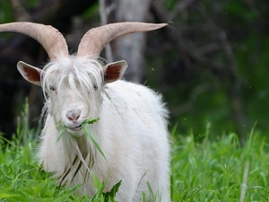 goat, grass
