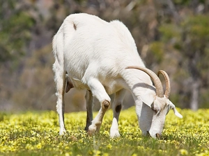 goat, Meadow