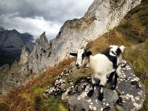 goat, Mountains