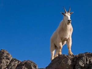 goat, rocks