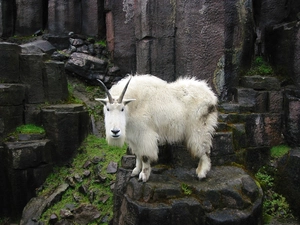 goat, rocks